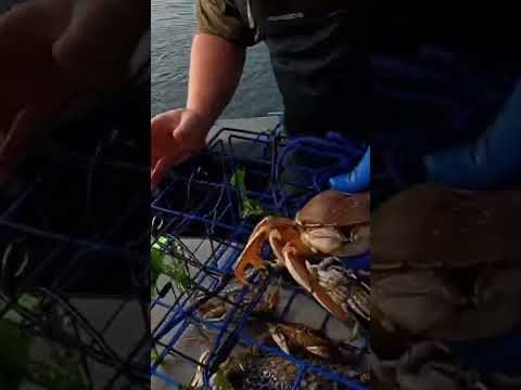 Always Check! #dungenesscrab #saltwater #bay