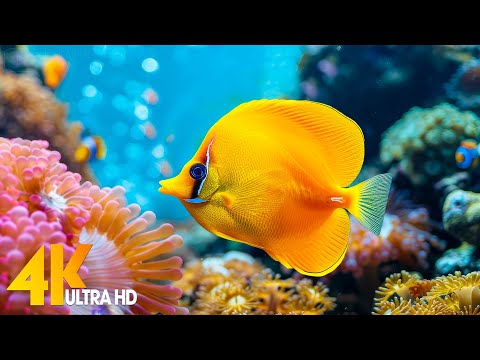 Aquarium 4K VIDEO (ULTRA HD) 🐠 Beautiful Coral Reef Fish - Relaxing Sleep Meditation Music #44