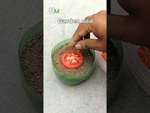 grow tomatoes at home #shorts