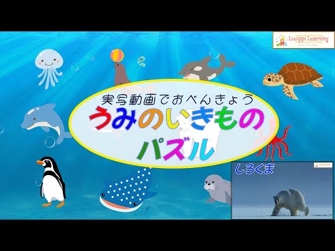 Puzzle & live-action video Flashcard video Let's learn sea creatures in Japanese