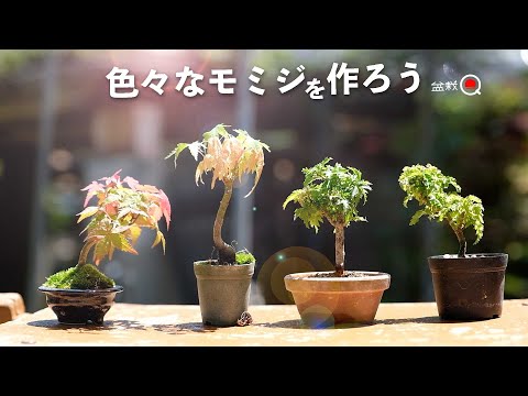 Pruning and replanting of various maple materials [Bonsai Q]