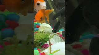 Nice Relaxing Aquarium view #4khdr #fish #4kvideo #aquarium