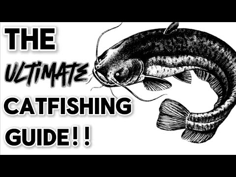 Ultimate Catfishing Guide: Top Tips, Best Rigs, and Irresistible Baits for Beginners!