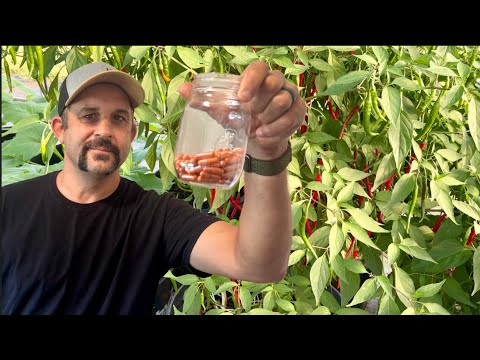 The MOST IMPORTANT Pepper YOU Can Grow!  Cayenne Pepper Powder!