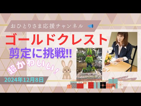 #ゴールドクレストを〝うさぎカット〟にしました🐰❗️ 2024年12月8日