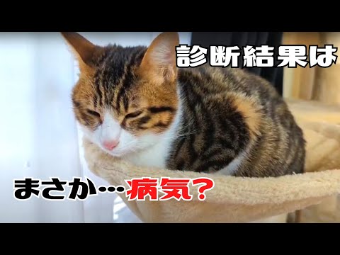 猫が体調不良なので急遽、動物病院に連れて行きました