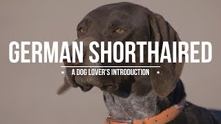 GERMAN SHORTHAIRED POINTER: A DOG LOVER'S INTRODUCTION