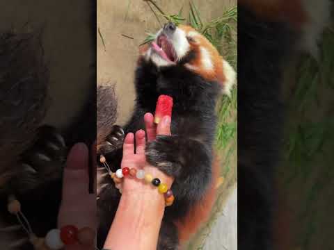 The red panda's way of saying no is so gentle. Little panda Lulu