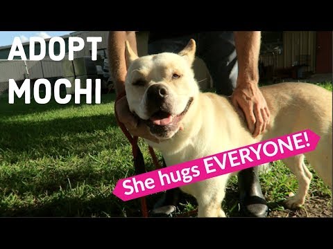 Mochi's Story - DISABLED Dog was Abandoned but Still Loves EVERYONE!