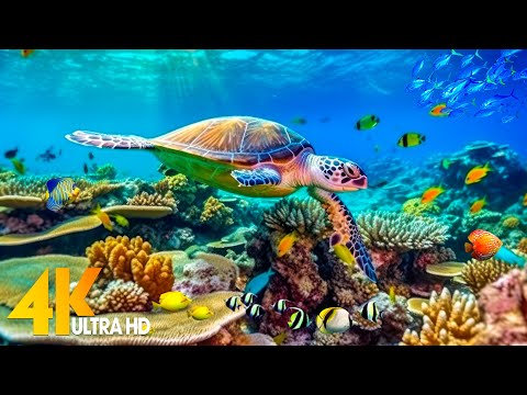 [NEW] 11H Stunning 4K Underwater Wonders - Coral Reefs, Fish & Colorful Sea Life | Relaxing Music #4