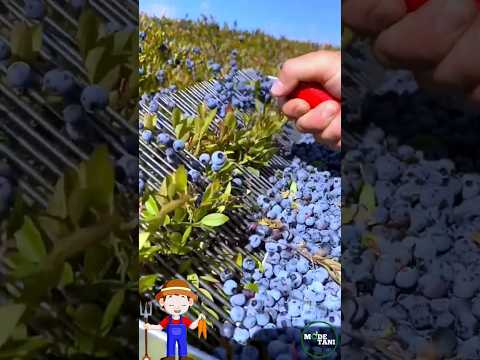 SIMPLE BLUEBERRY HARVEST TOOLS #shorts