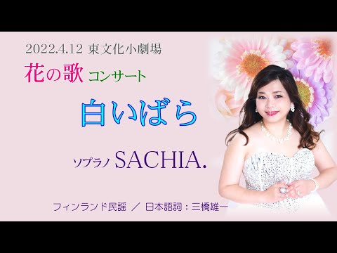 白いバラ　ソプラノ歌手 SACHIA ソプラノsachia