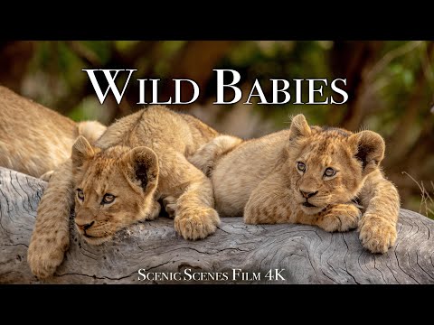 Wild Babies 4K - Amazing World Of Young Animals | Scenic Relaxation Film