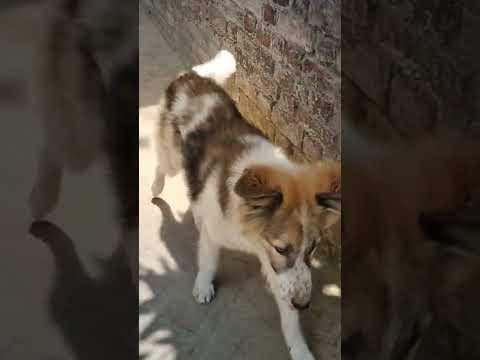 Dog slomo||#kgf ||tittle track|| lion like dog||cute puppy cartoon like dog|| the #monster