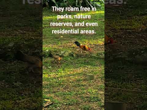 This chicken is protected by Singapore law | Red Jungle Fowl