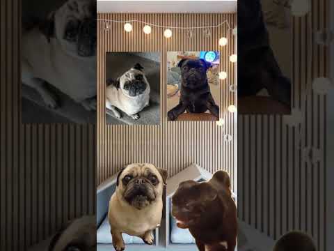 Cute funny pugs get ideas after watching #stepbrothers #willferrell #pugs #funwithpets