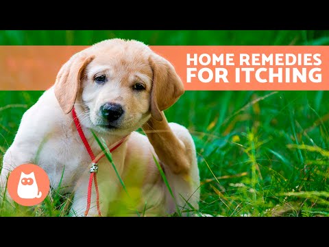 7 HOME REMEDIES for ITCHING in DOGS ✅ Do They Stop a Dog Scratching?