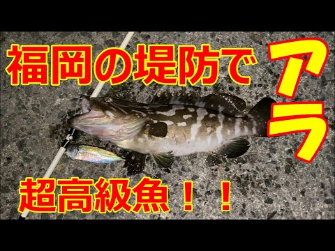 【福岡釣り】泳がせ釣りしてたら…なんと堤防の足元でクエ！！奇跡の釣果！？【15釣目】