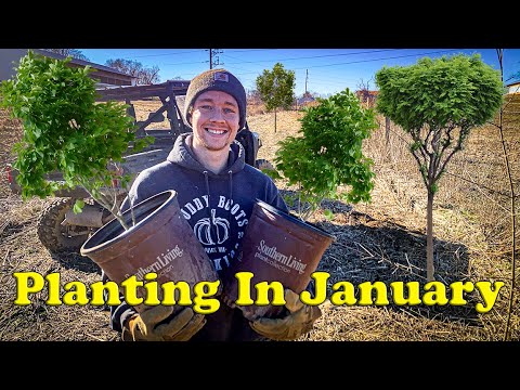 Planting Trees in Winter - For FREE