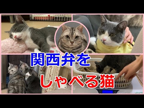 ふうちゃんの成長をあんなちゃんが解説！【お休み中の猫姉妹】関西弁おしゃべりペット