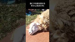 急にやる気を見せる羊さん(毛刈り中) in 石狩川ひつじまつり