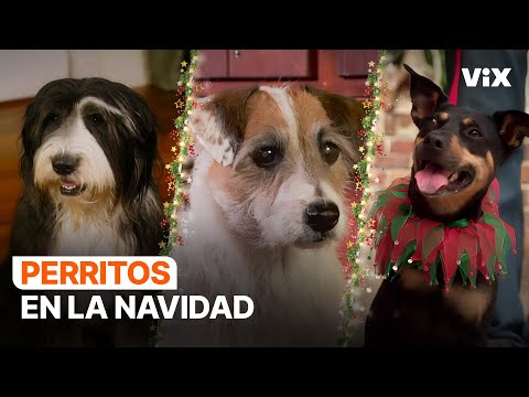 3 Películas Navideñas con Perritos que Harán tu Navidad Más Especial | ViX