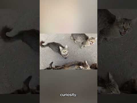 Cats Curiosity #cats #catshorts #catlover #catvideos #catviral