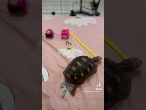 #抓周 🐢