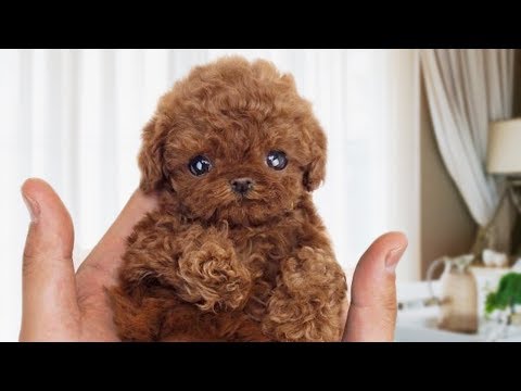 Funny and Cute Poodle Compilation NEW