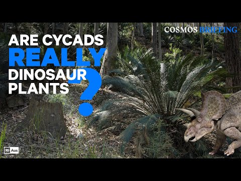 Are cycads really dinosaur plants? | Cosmos Briefing