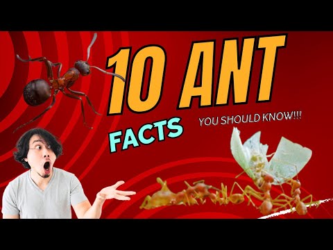 Learn about ant facts that you never knew: Facts you didn't know about ants