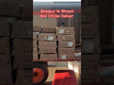 Sonali Chicks Delivery Bilaspur Jn To Bhopal Jn #desipoultryfarming #freerangepoultry #chicken