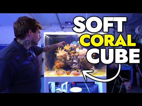 Introducing the NEW Soft Coral Cube at the Reef Builders Studio