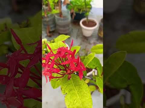 My little garden flowers in rain #flower