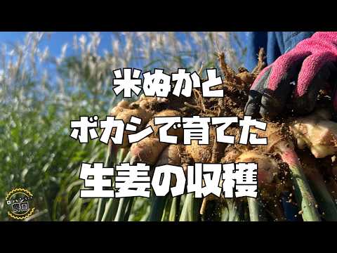 【生姜】の収穫【ショウガ】は植え方で違いがでる！？【しょうが】【農家の家庭菜園】