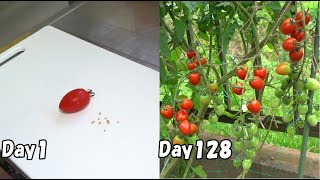 How to grow cherry tomatoes from store-bought cherry tomatoes