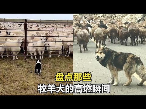 牧羊犬赶羊高燃瞬间，与生俱来的血脉压制，刻在血液里的使命