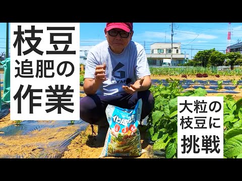 枝豆の追肥の作業｜今年こそは大粒の枝豆を作るぞ！