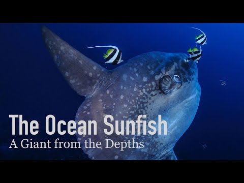 The Ocean Sunfish, a Giant from the Depths