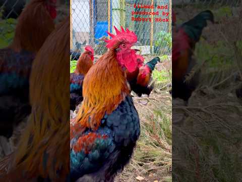 🔥🐓 Just like fire 🔥 French Marans roosters crowing #chickens #rooster #farming #gallinas #hühner