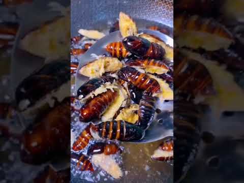 005教你做美味油炸蚕蛹005 chinese food recipe teaches you to make delicious fried silkworm pupa