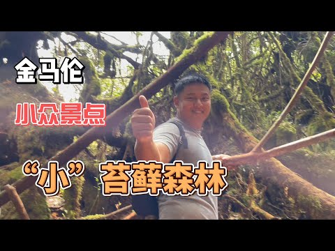 【房车旅行】第一次听到金马伦还有另一个Mossy Forest | 金马伦小众苔藓森林