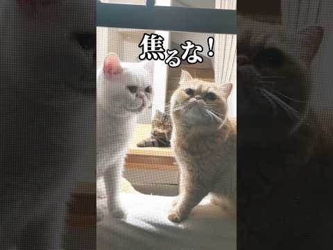 探しもの#猫動画 #エキゾチックショートヘア #白猫