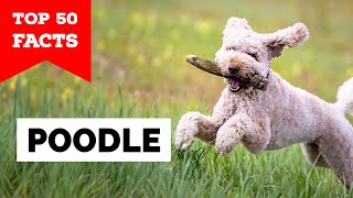 99% of Poodle Owners Don't Know This