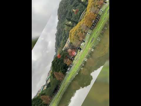 台北士林至善園賞梅花&原住民主題公園看落羽松春節前後走春行程