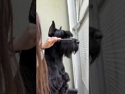 Giant Schnauzer Hair 🐺 #grooming #giantschnauzer #schnauzers #dogs