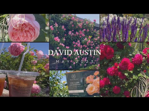 【DAVID AUSTIN】English rose  garden May.2023