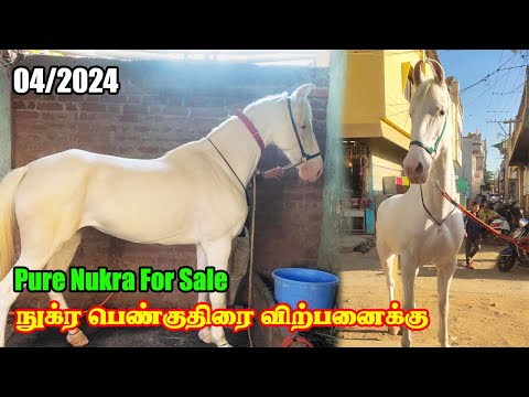 Pure Nukra mare | horse for sale | karnataka stud farm - petlist tamil