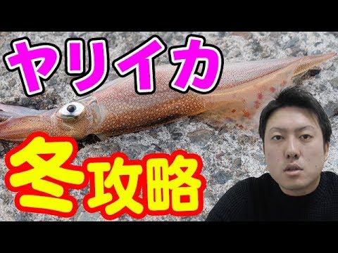 【魚図鑑 ヤリイカ】冬に狙え！エギングでヤリイカ釣り！仕掛けを紹介！