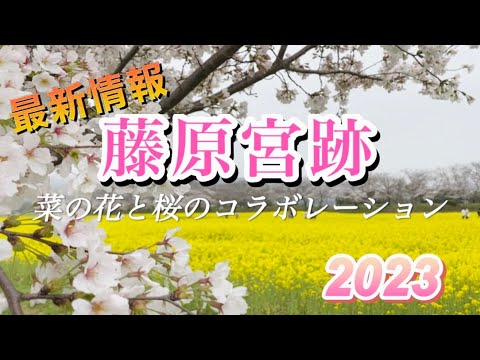 菜の花と桜のコラボレーション🌸✨藤原宮跡まもなく見頃です❗️